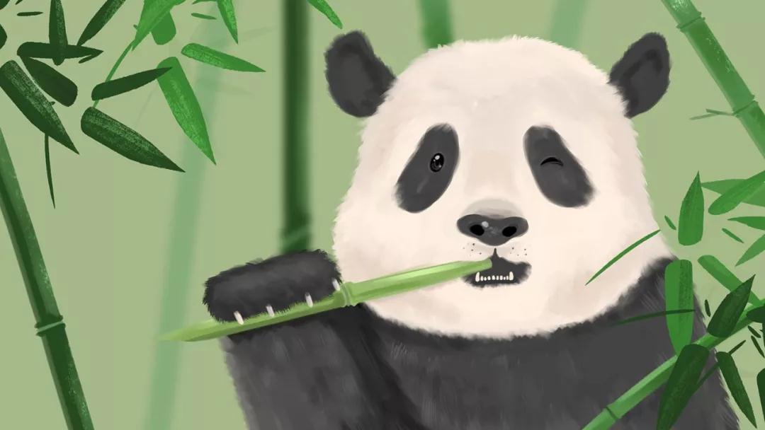 大熊猫水彩画_高瑞品牌